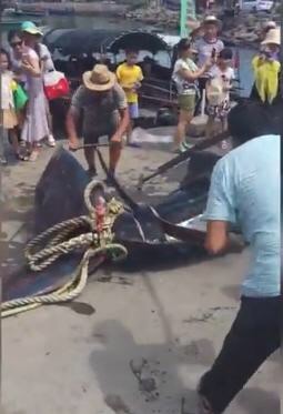 [视频] 广东阳江马尾岛国家二级保护动物鲸鲨遭活宰钜割 现场血腥残忍