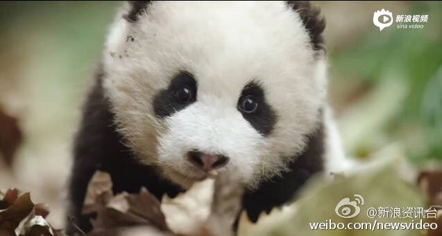 [视频]自然纪录片生在中国Born In China中文字幕版下载