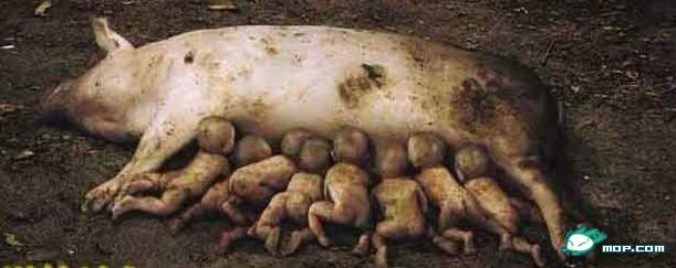 离奇！！昆明市宜良县母猪生出8个男婴