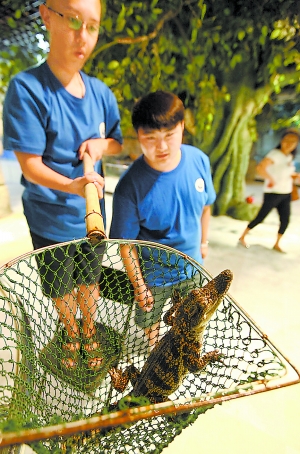 高清图—北京朝阳公园水池发现攻击性极强的鳄鱼暹罗鳄